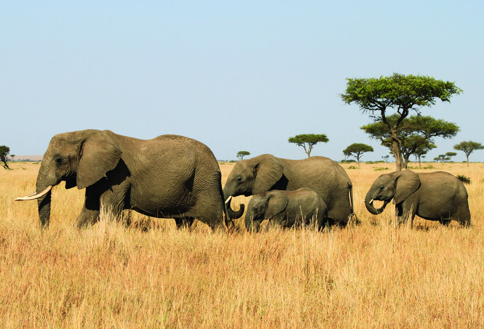 cheap safaris in kenya